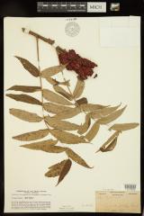 Staghorn Sumac