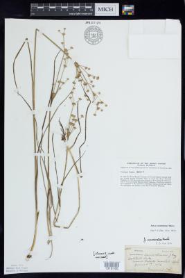 Sharp-fruited rush 