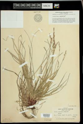 Colonial sedge