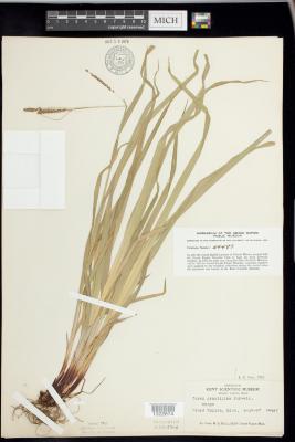 Gracefull sedge