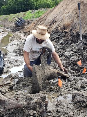 American Mastodon (partial skeleton) 