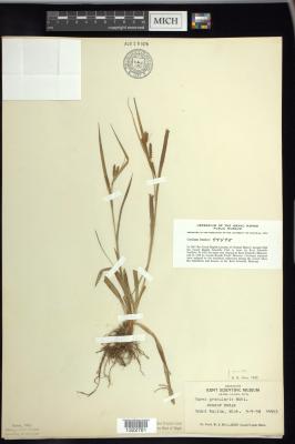 Meadow sedge