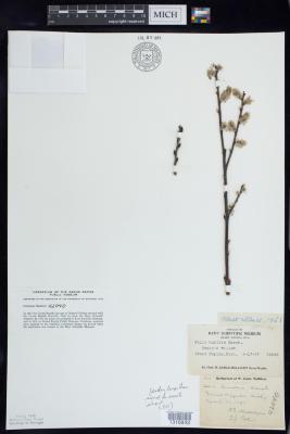 Prairie Willow