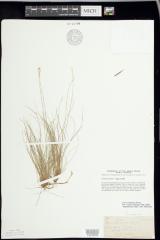 Ivory sedge