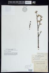 Prairie Willow