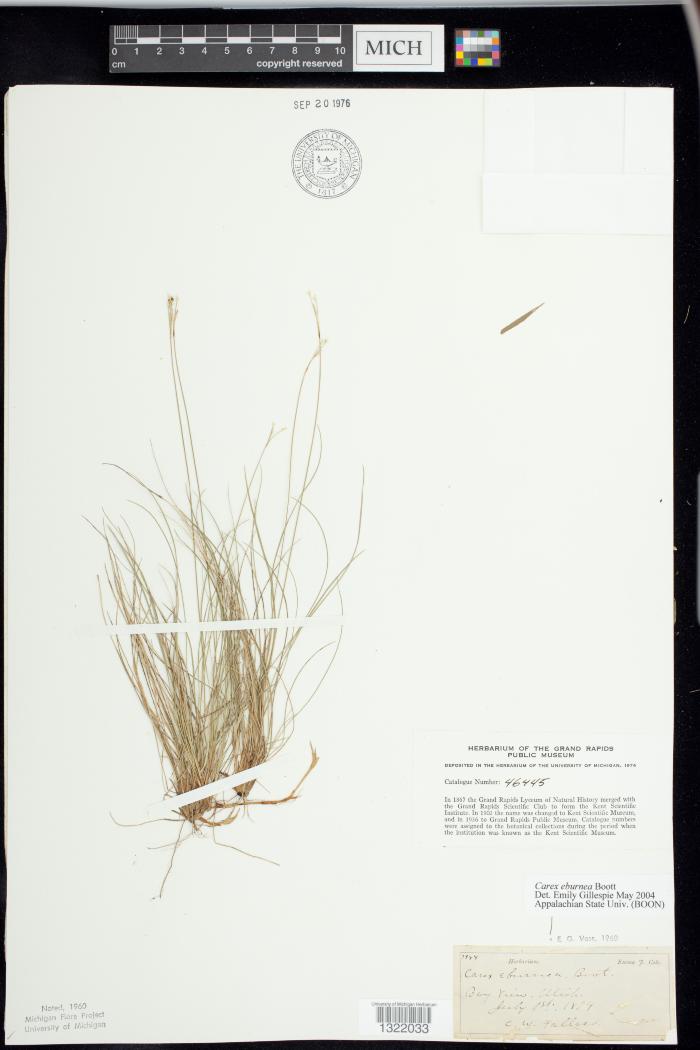 Ivory sedge