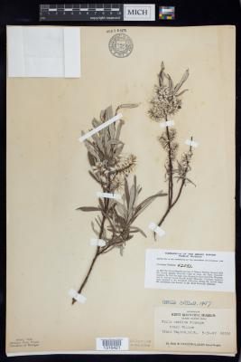 Hoary Willow