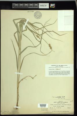 Crested sedge