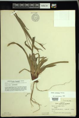 Carey's sedge