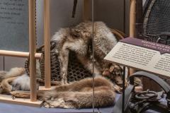 Snowshoes