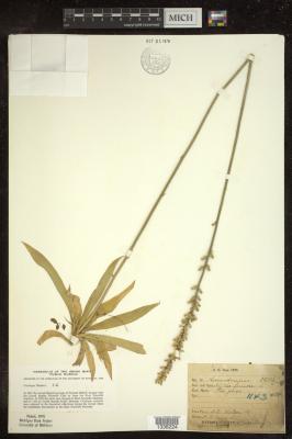 Unicorn root