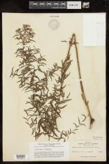 Basil