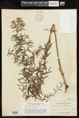 Basil