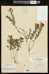 Narrowleaf skullcap