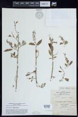 Peachleaf willow