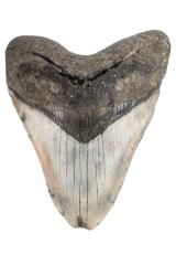 Discovery Kit: Fossils #1