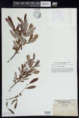 Bog willow