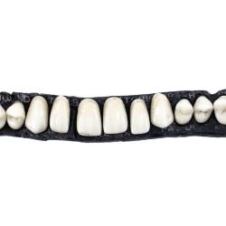 Teeth, Two Strips Of Leather Bearing Artificial