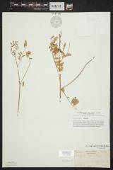 Cooper's milkvetch