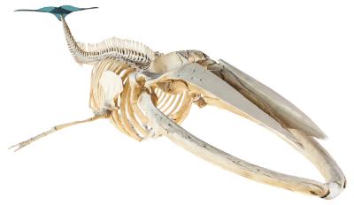 Fin Whale (skeleton)