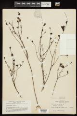 Purple gerardia