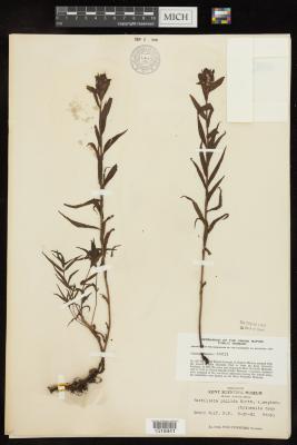 Northern paintbrush