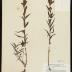 Northern paintbrush