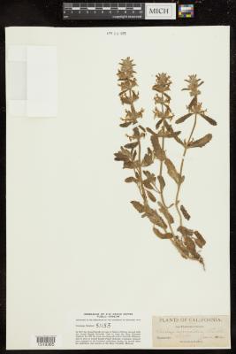 Bugle hedgenettle