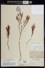 Coastal jointed knotweed
