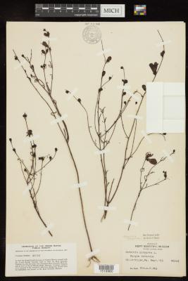 Purple gerardia