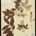 Poison sumac 