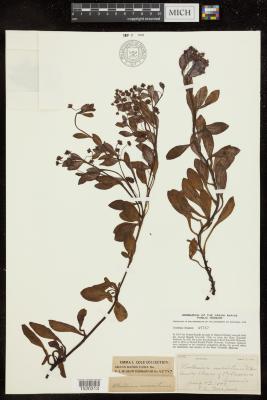 Oyster leaf