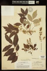 Poison sumac 