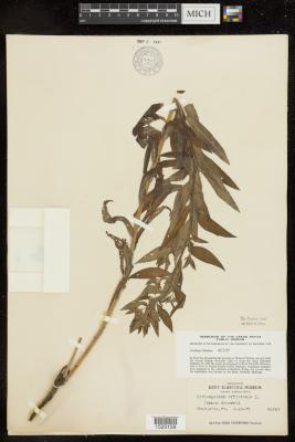 Common gromwell
