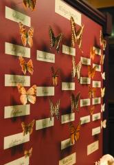 Insects (Entomology)
