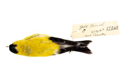 Gold Finch (skin)
