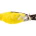 Gold Finch (skin)