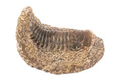 Phacopidae trilobite
