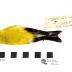 Gold Finch (skin)