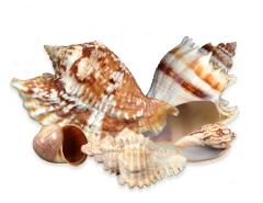 Mollusks (Mollusca)