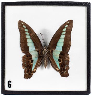 Common Bluebottle Butterfly