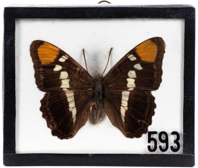 California Sister Butterfly