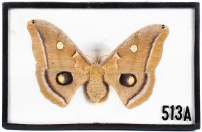 Polyphemus Moth