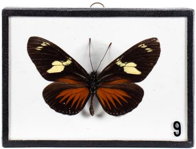 Red Postman Butterfly