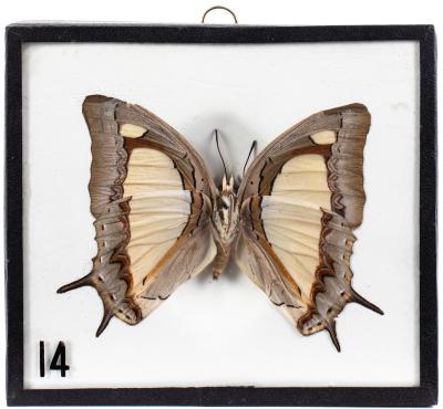 Common Nawab Butterfly