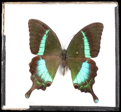 Emerald Swallowtail