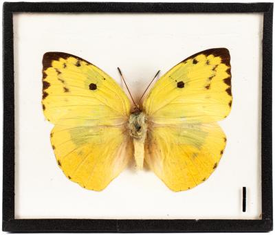Emigrant butterfly
