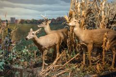 Mammals (Mammalogy)