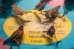 Birds (Ornithology)