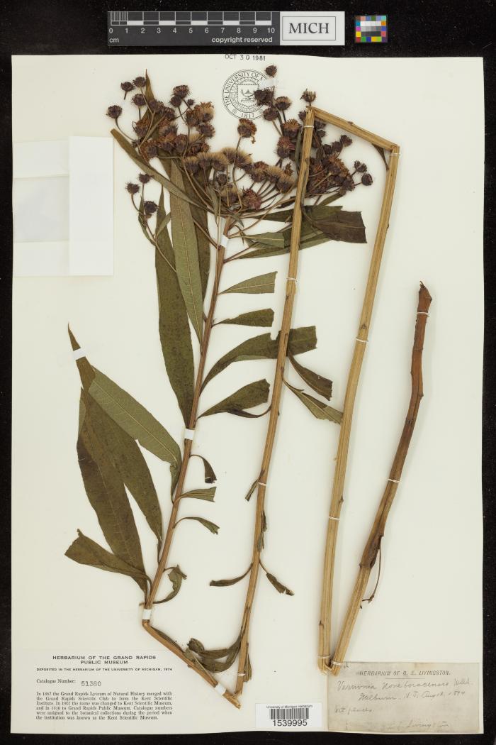 Ironweed